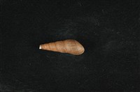 藏品(錐蜷)的圖片